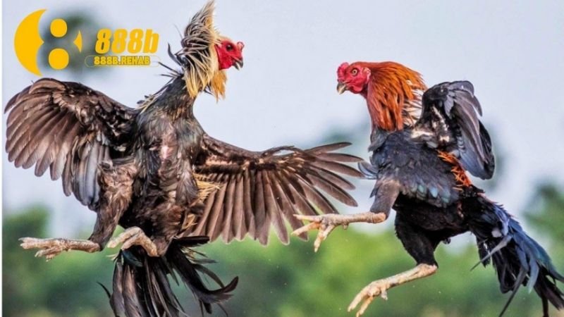 gia-tri-van-hoa-cua-ga-choi-viet-nam